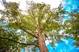 Best Tree Cabling and Bracing  in East Missoula, MT