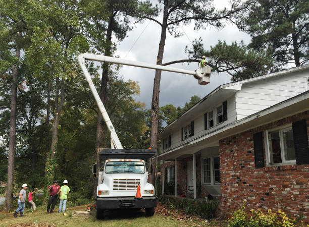 Tree and Shrub Care in East Missoula, MT