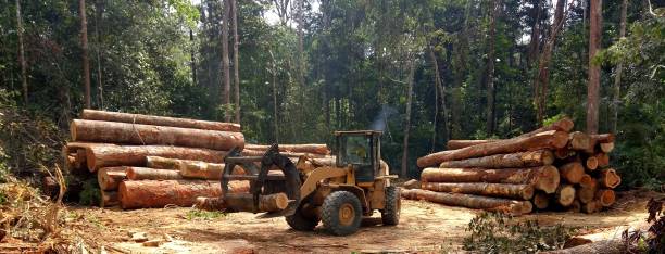 How Our Tree Care Process Works  in  East Missoula, MT