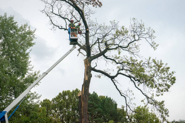 Best Tree Removal  in East Missoula, MT