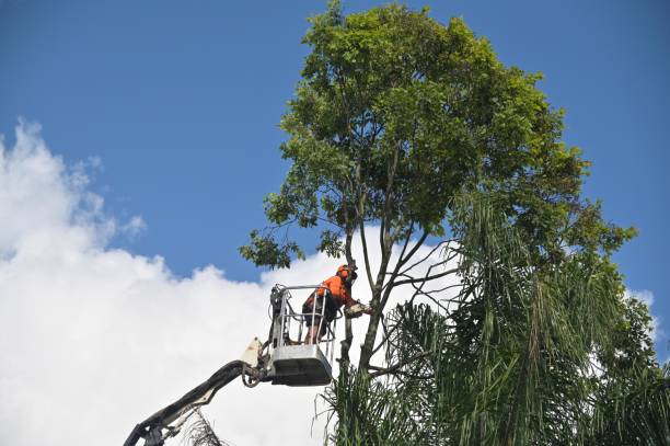 Best Aeration Services  in East Missoula, MT