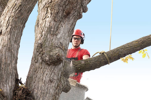 Trusted East Missoula, MT Tree Care Experts